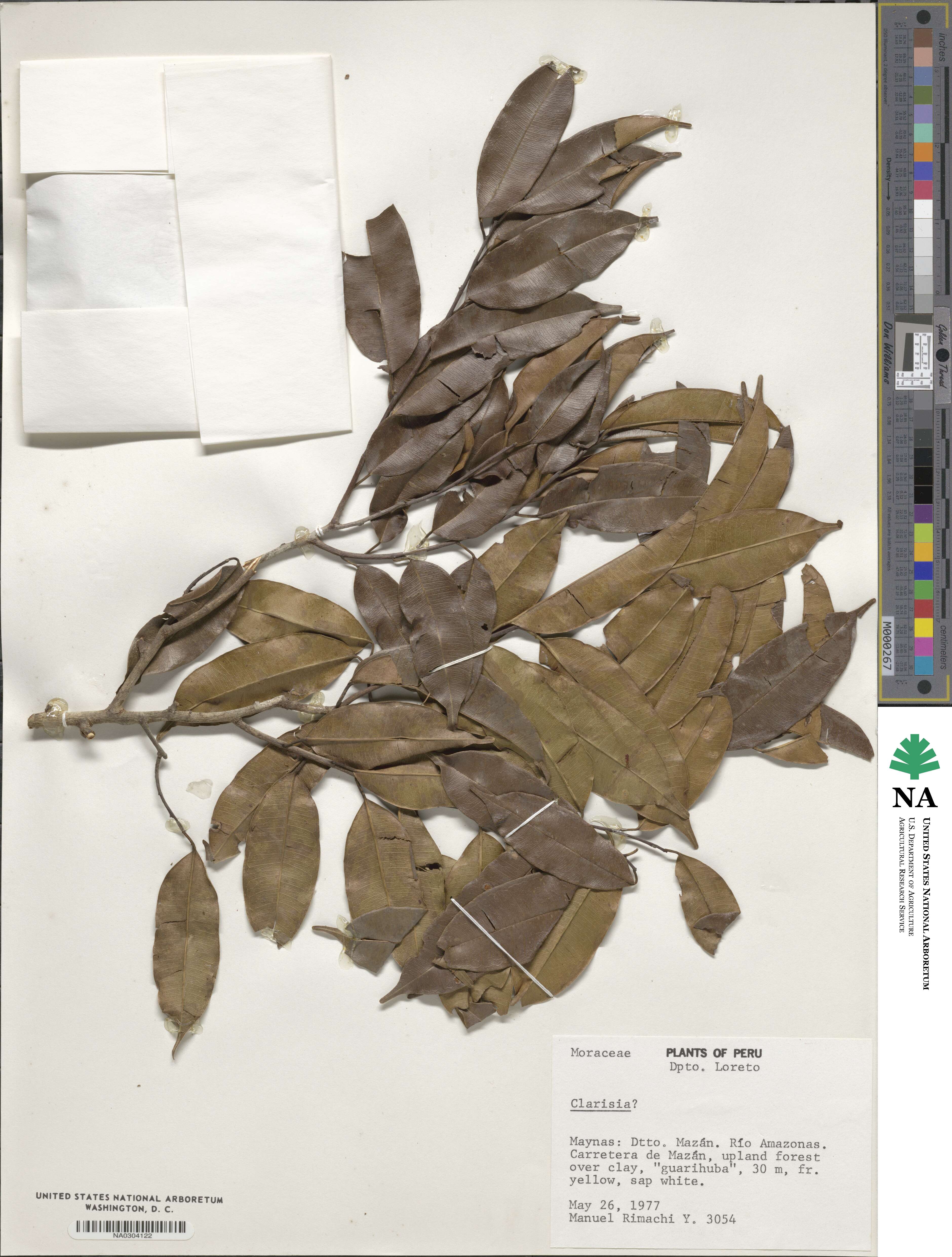 Clarisia image