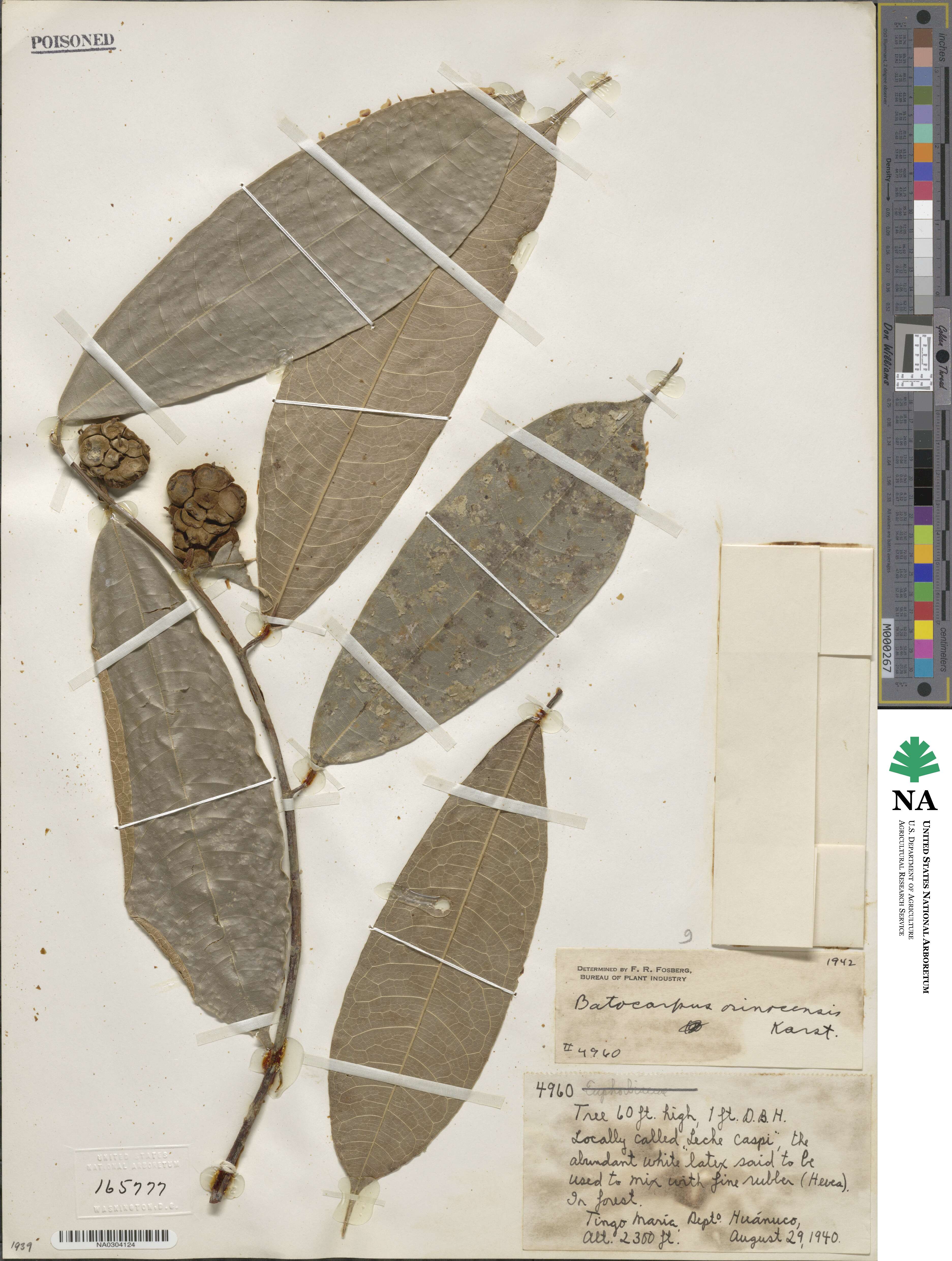 Batocarpus orinocensis image