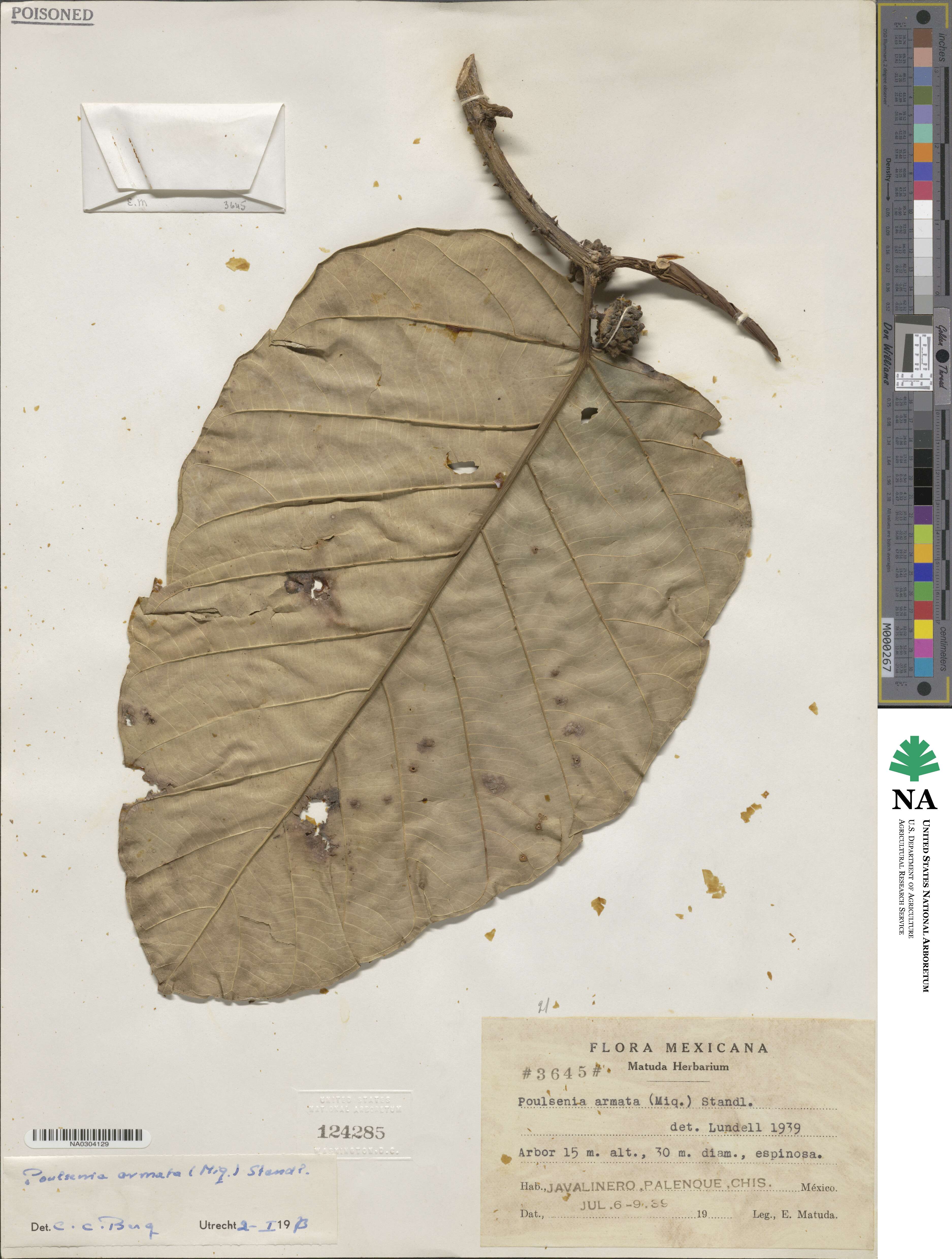 Poulsenia armata image