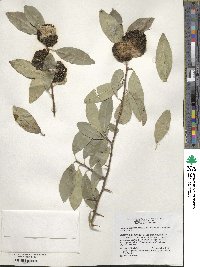 Cudrania cochinchinensis image