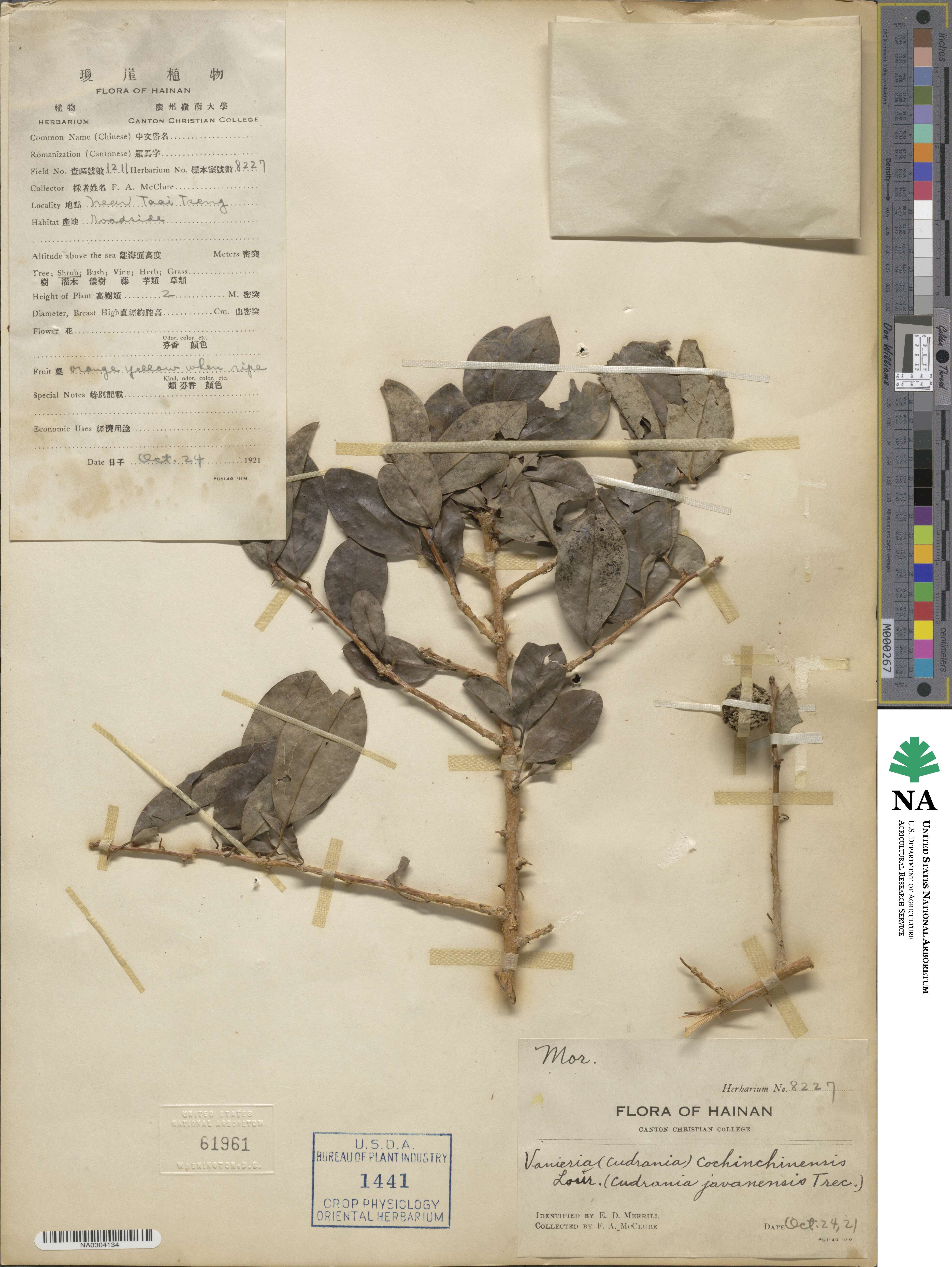 Cudrania cochinchinensis image
