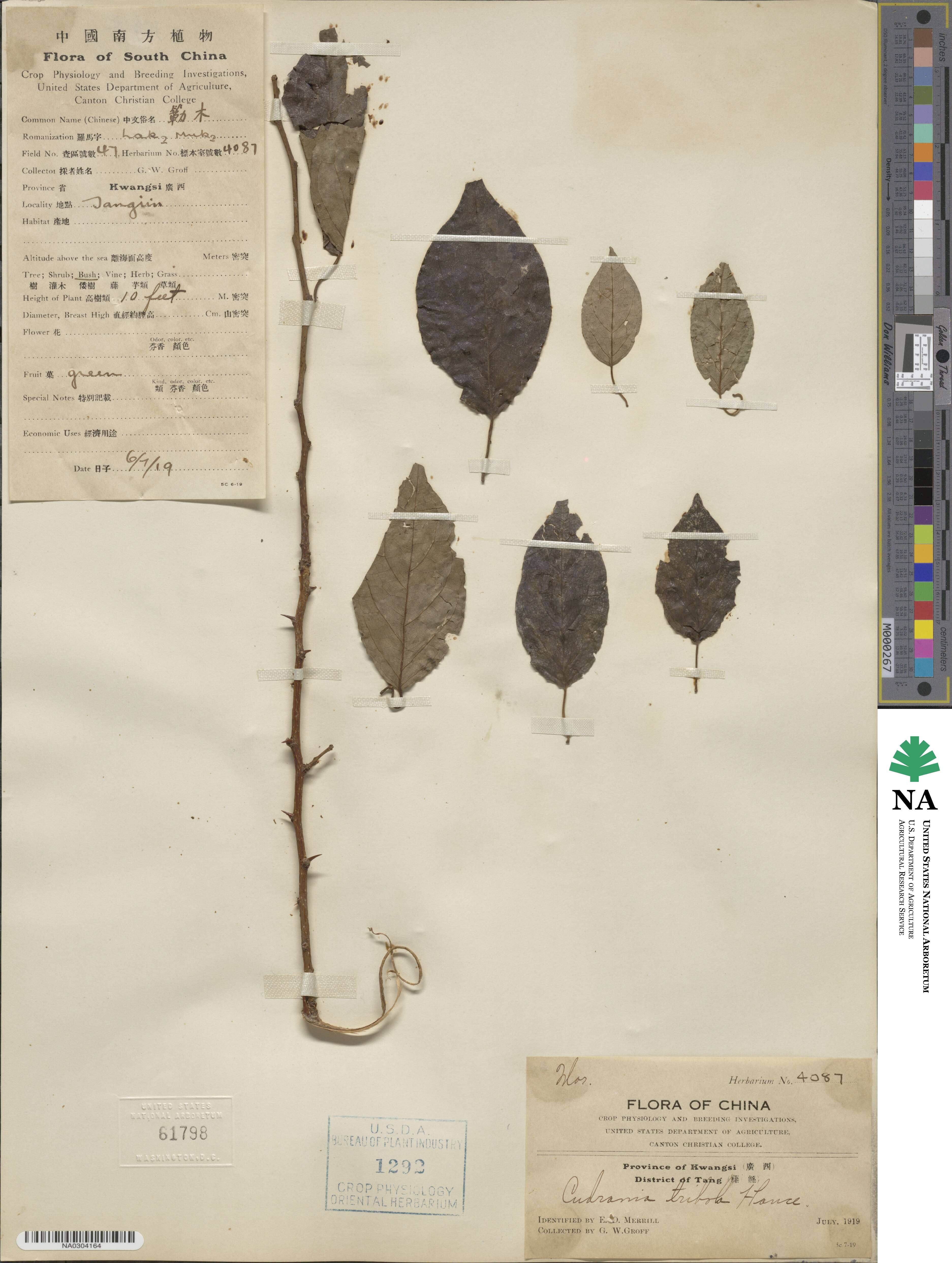 Cudrania tricuspidata image