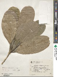 Artocarpus heterophyllus image