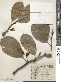 Artocarpus heterophyllus image