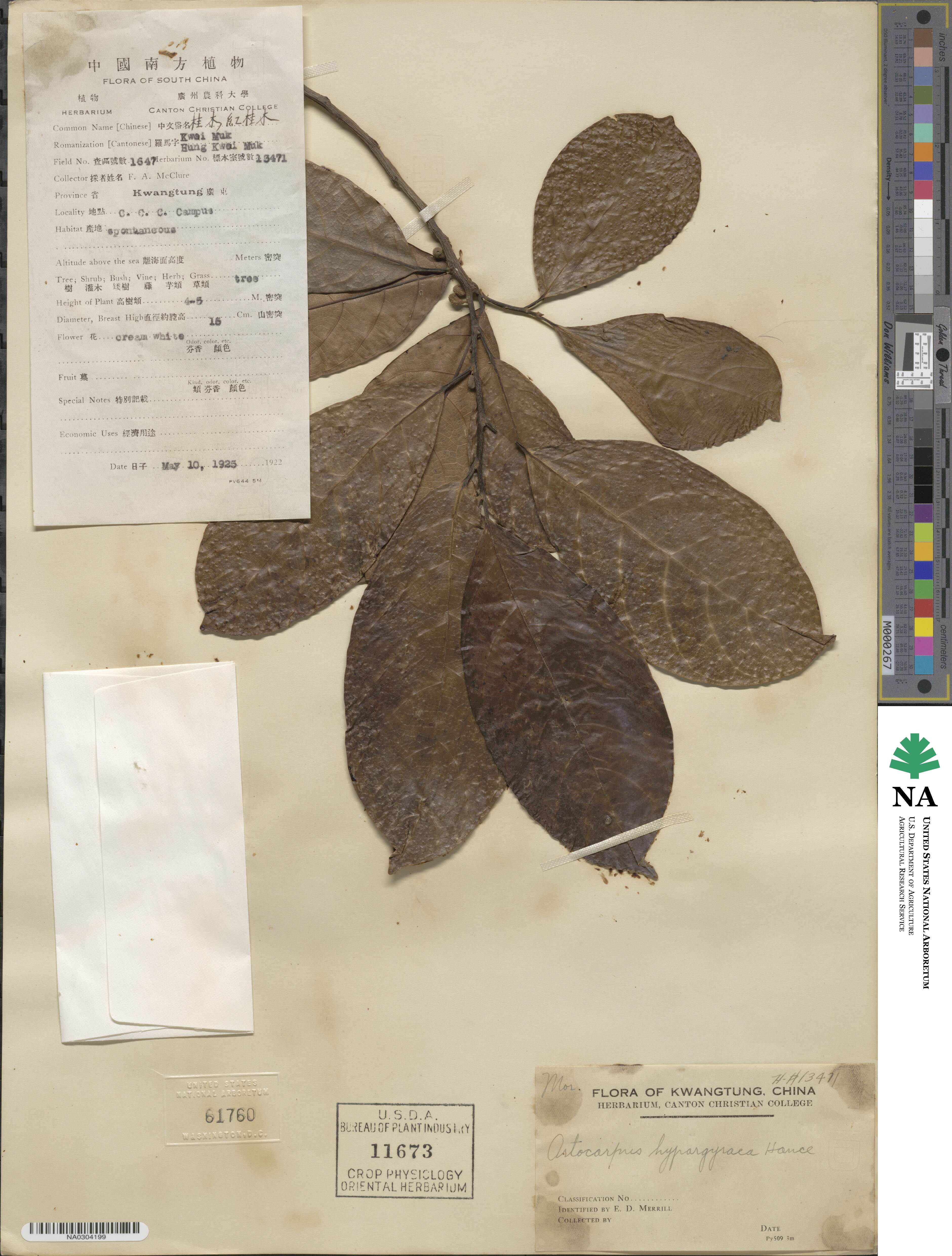 Artocarpus image