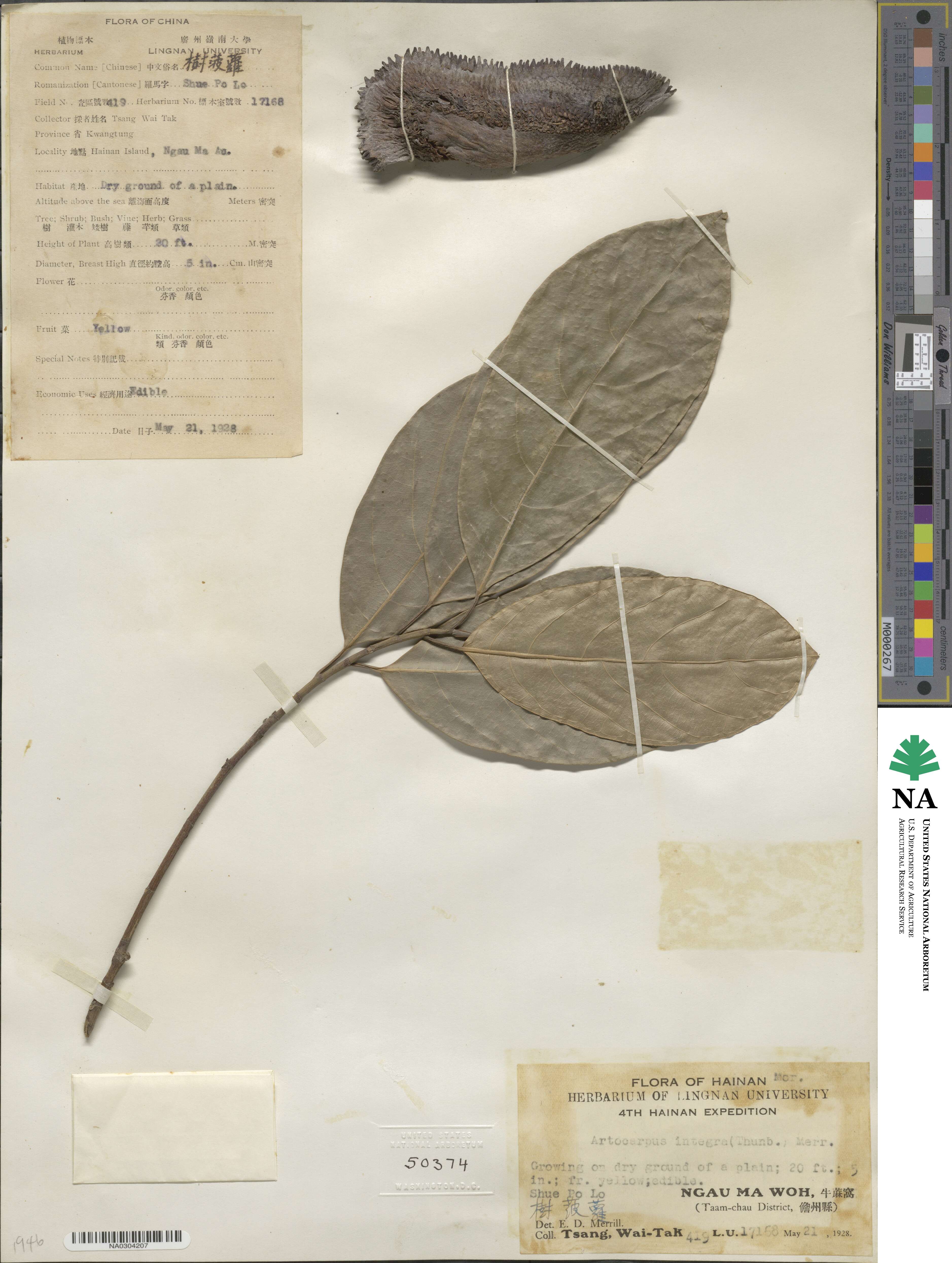 Artocarpus integra image