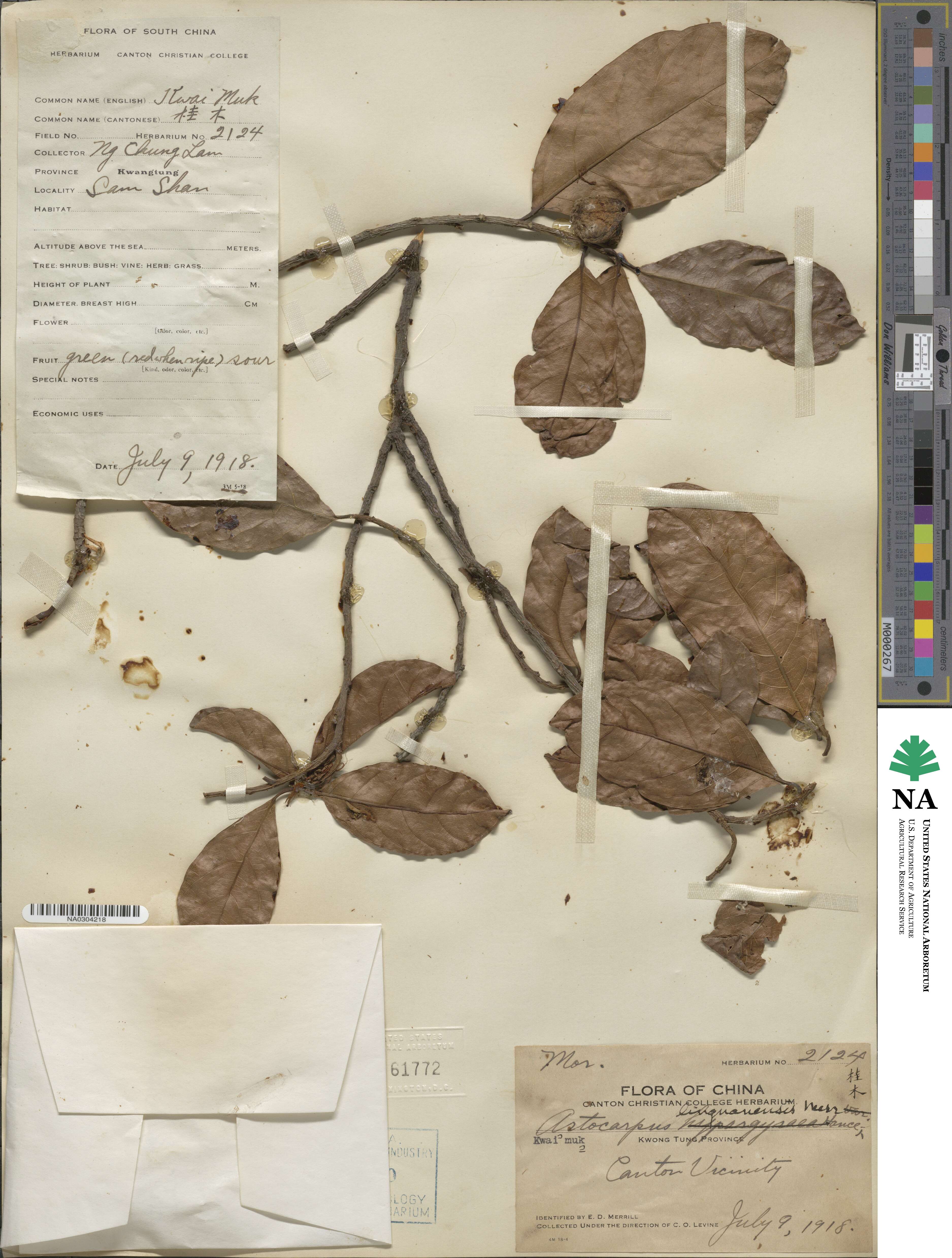 Artocarpus nitidus image