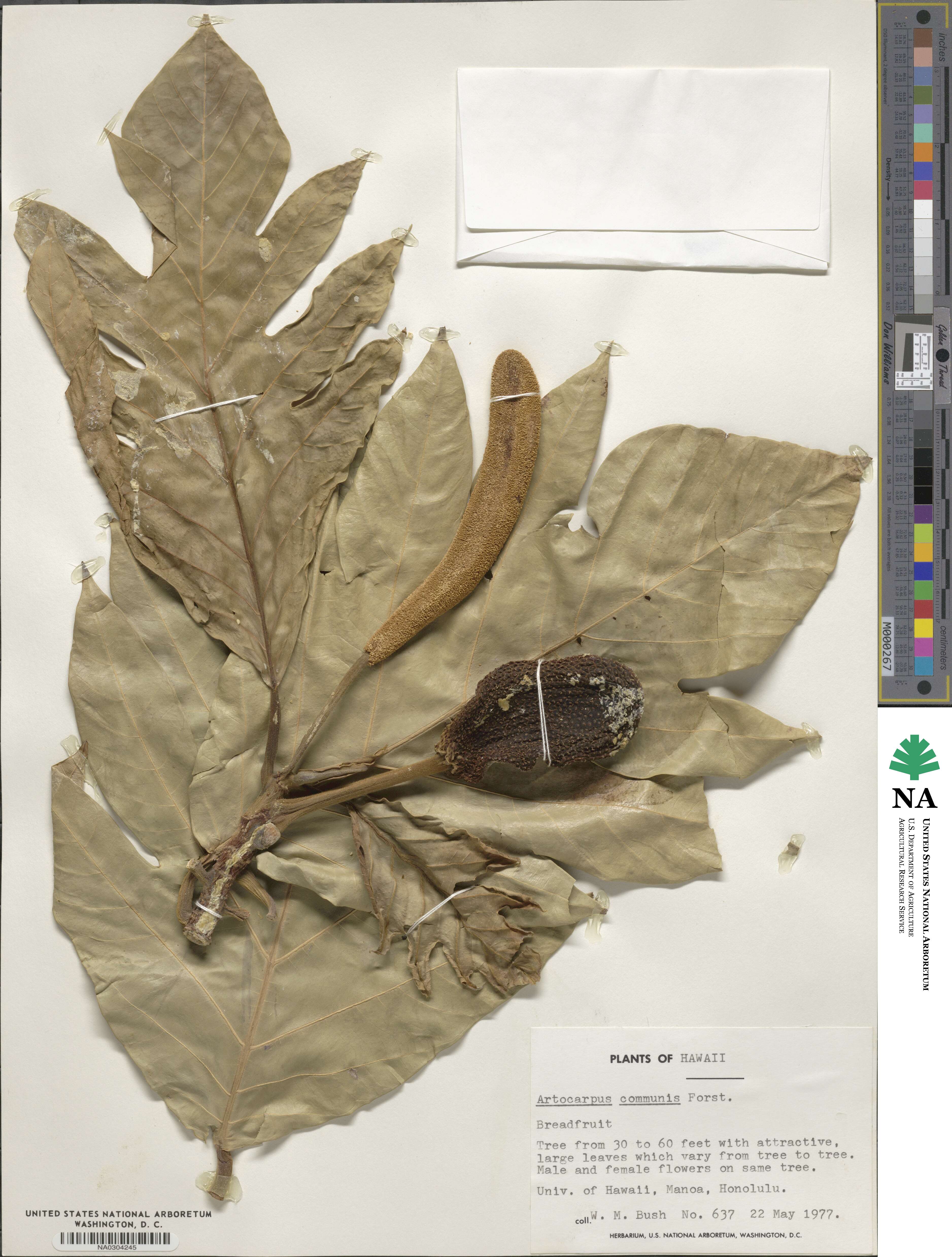 Artocarpus altilis image