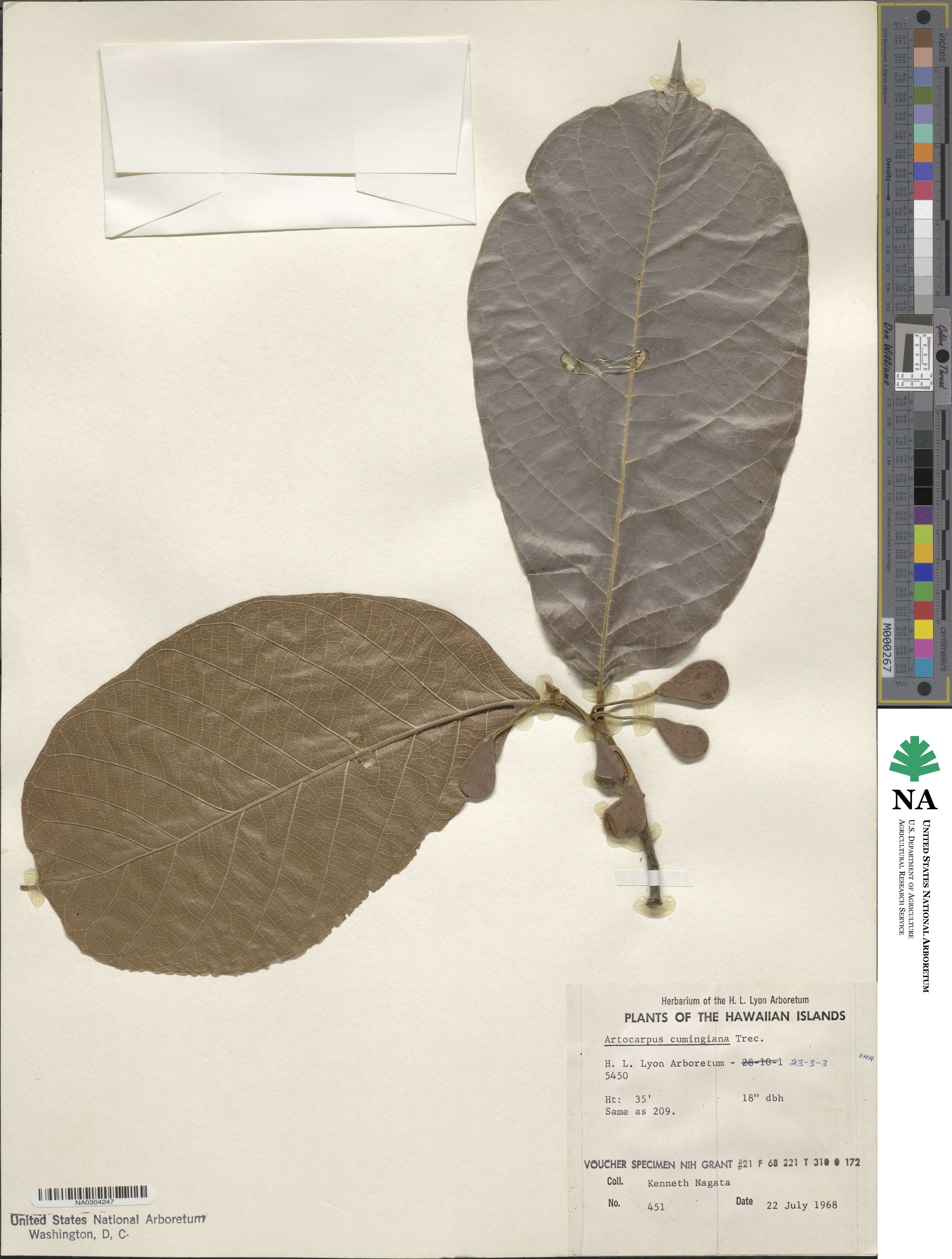 Artocarpus lacucha image