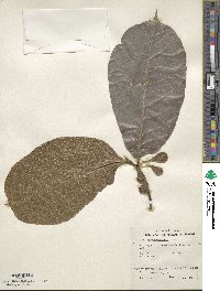 Artocarpus lacucha image