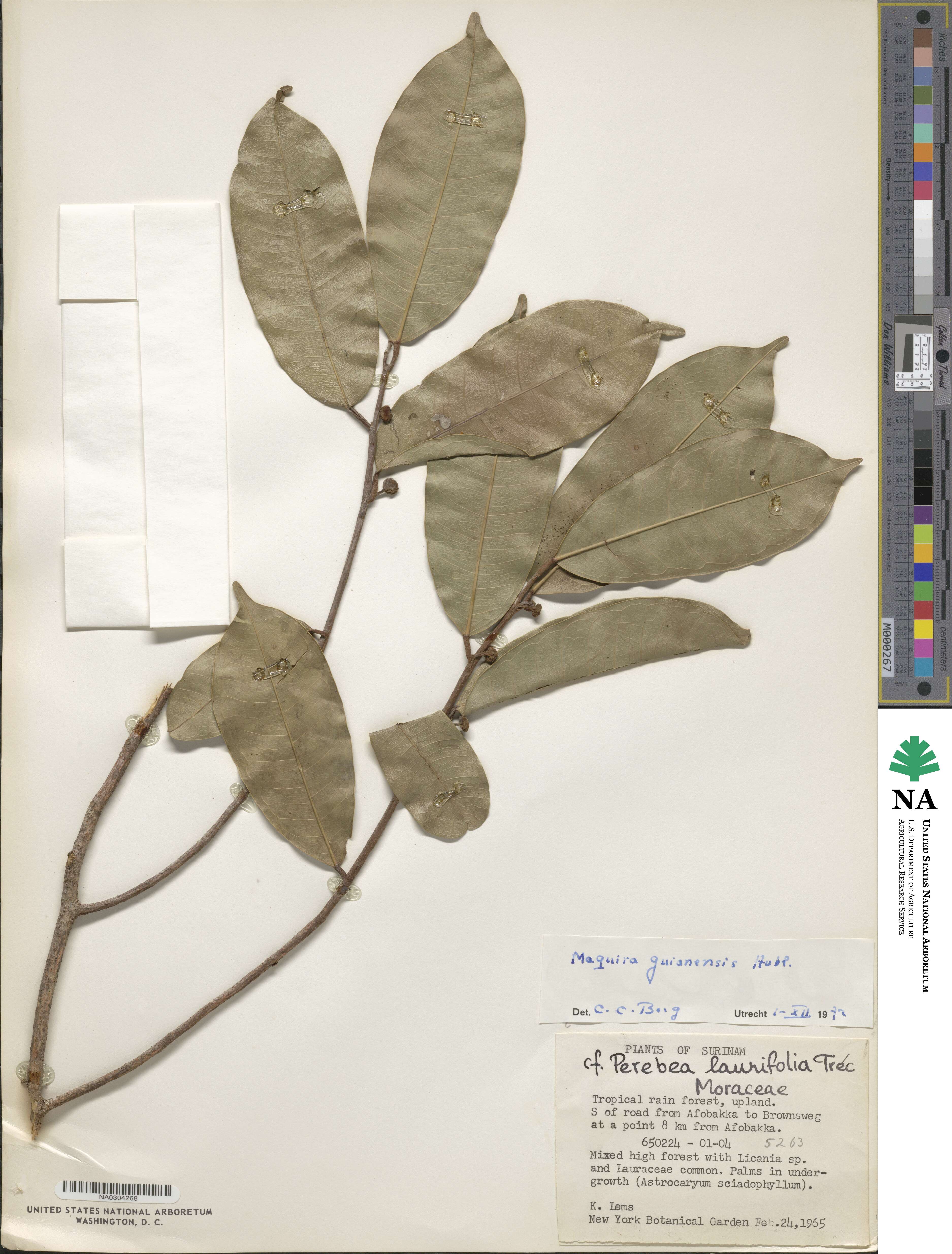 Maquira guianensis subsp. guianensis image