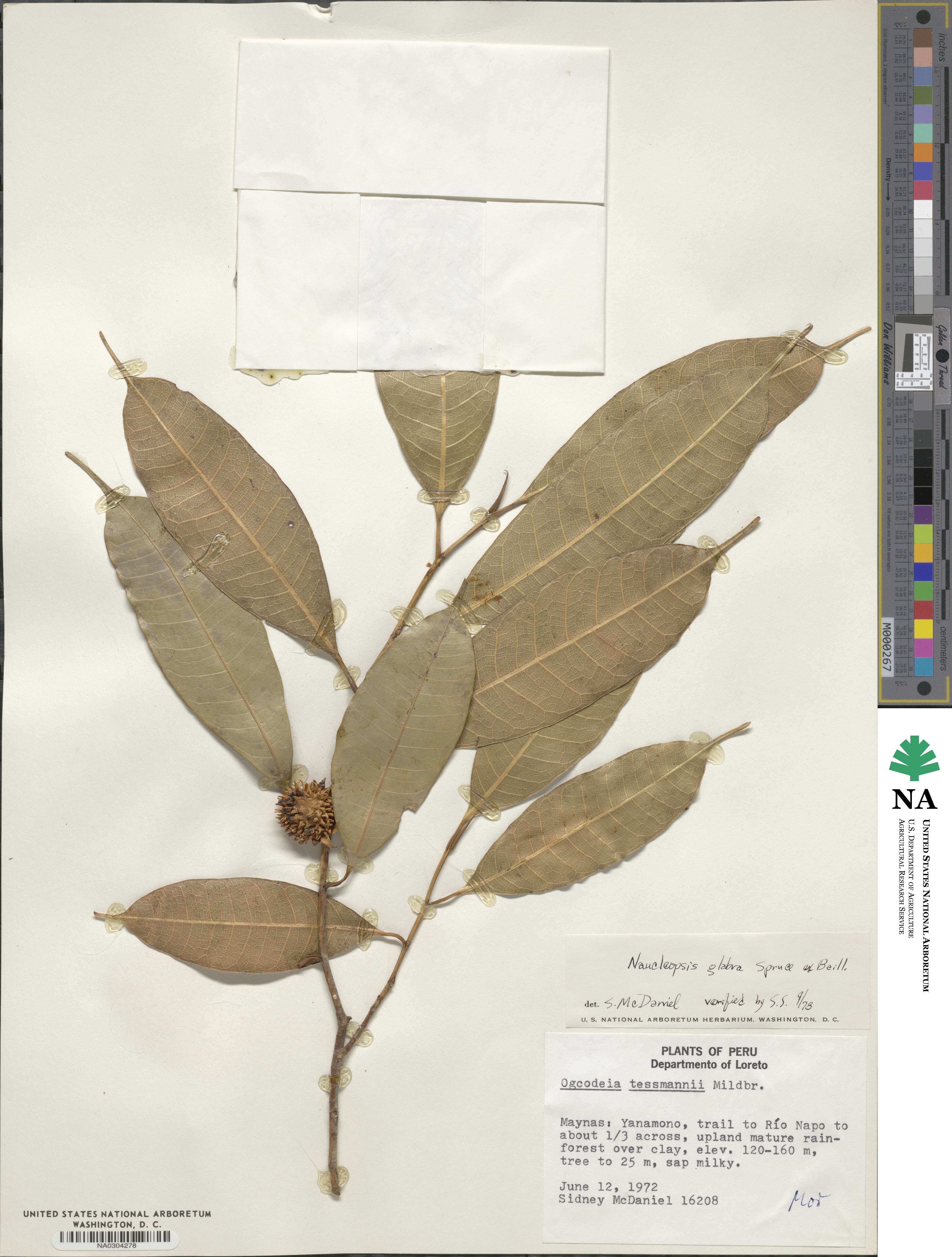 Naucleopsis glabra image