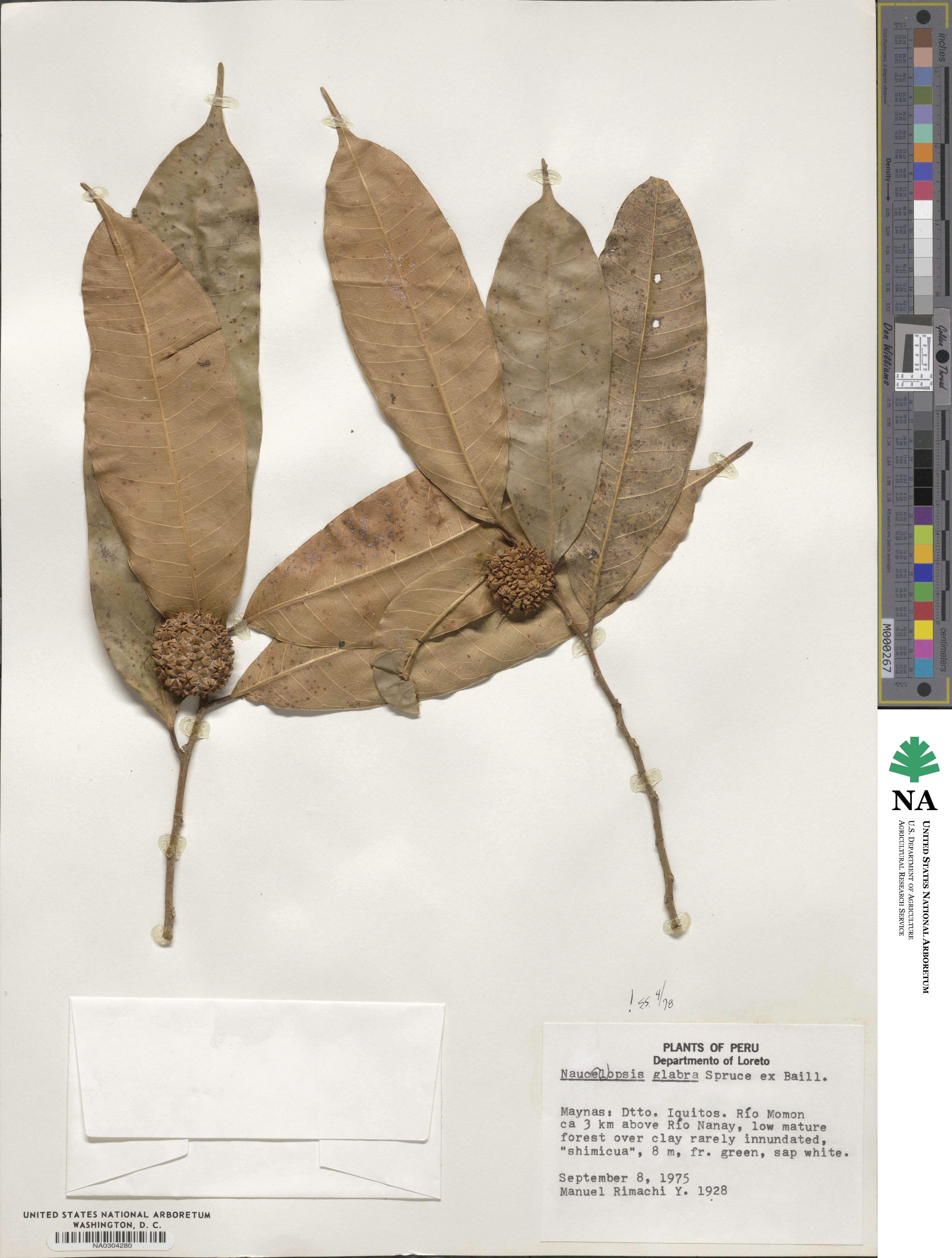 Naucleopsis glabra image