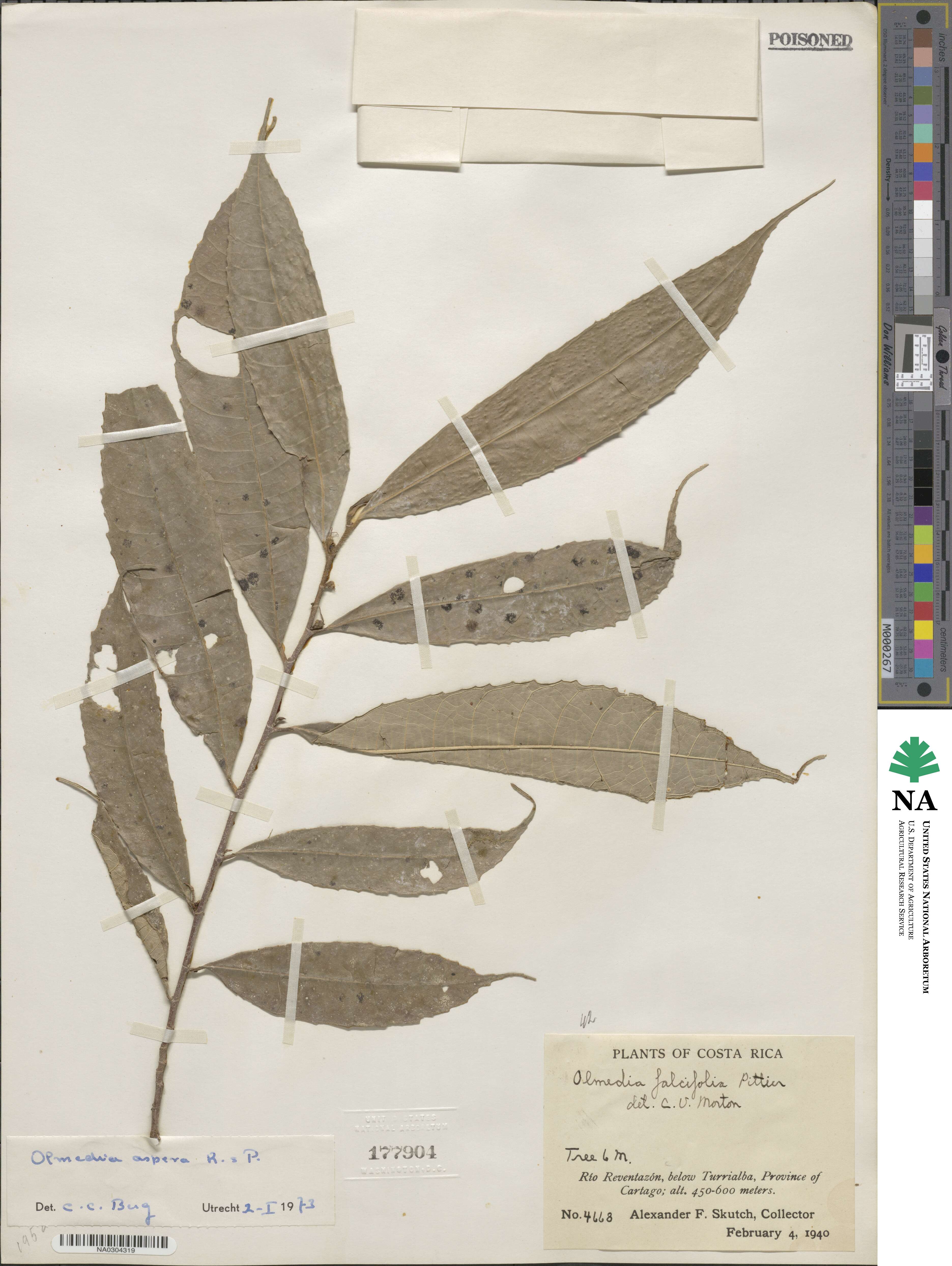 Olmedia aspera image
