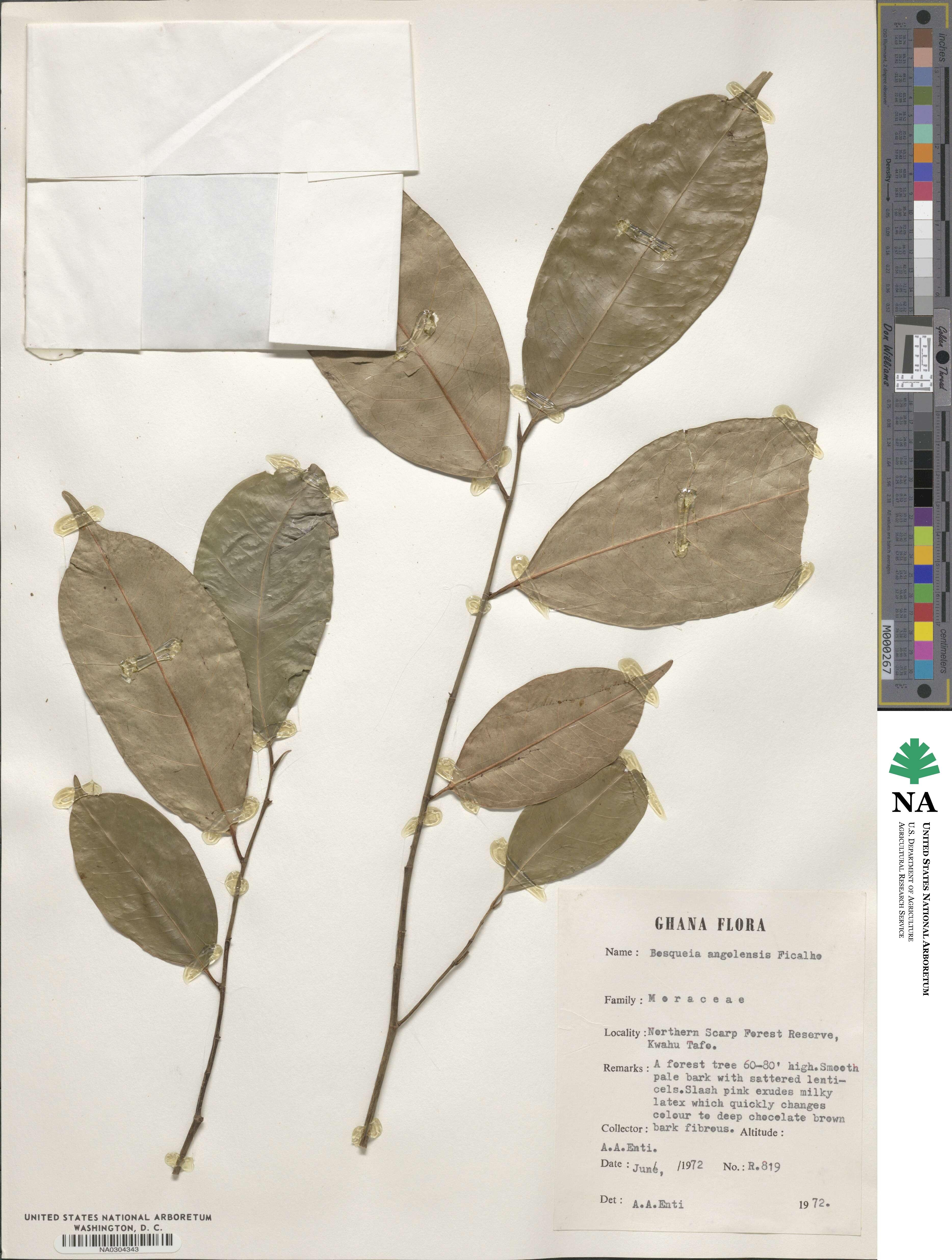 Bosqueia angolensis image