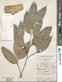 Brosimum alicastrum image