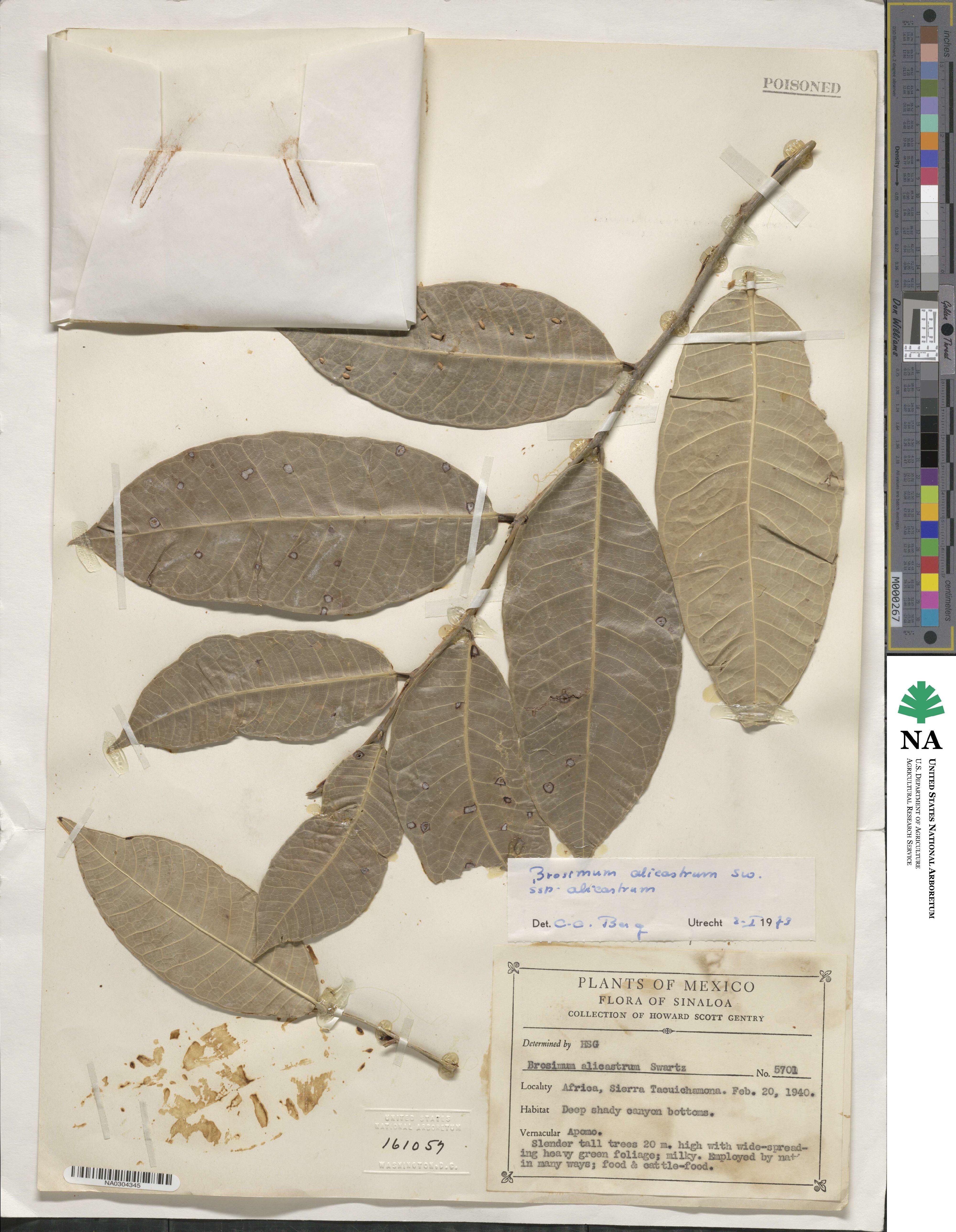 Brosimum alicastrum image