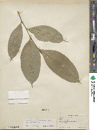 Brosimum alicastrum subsp. alicastrum image