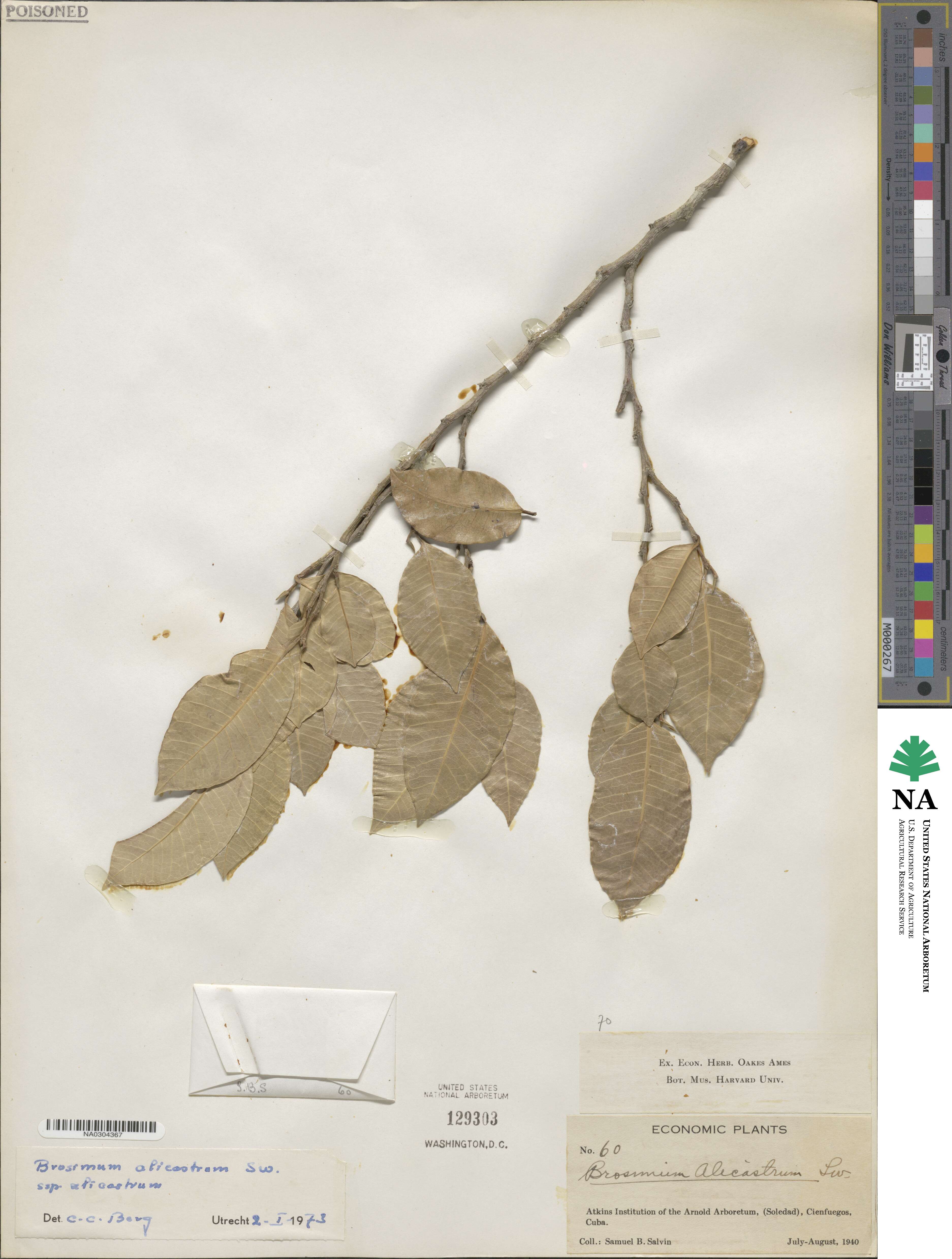 Brosimum alicastrum subsp. alicastrum image