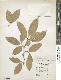 Brosimum alicastrum image