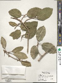 Ficus aurea image