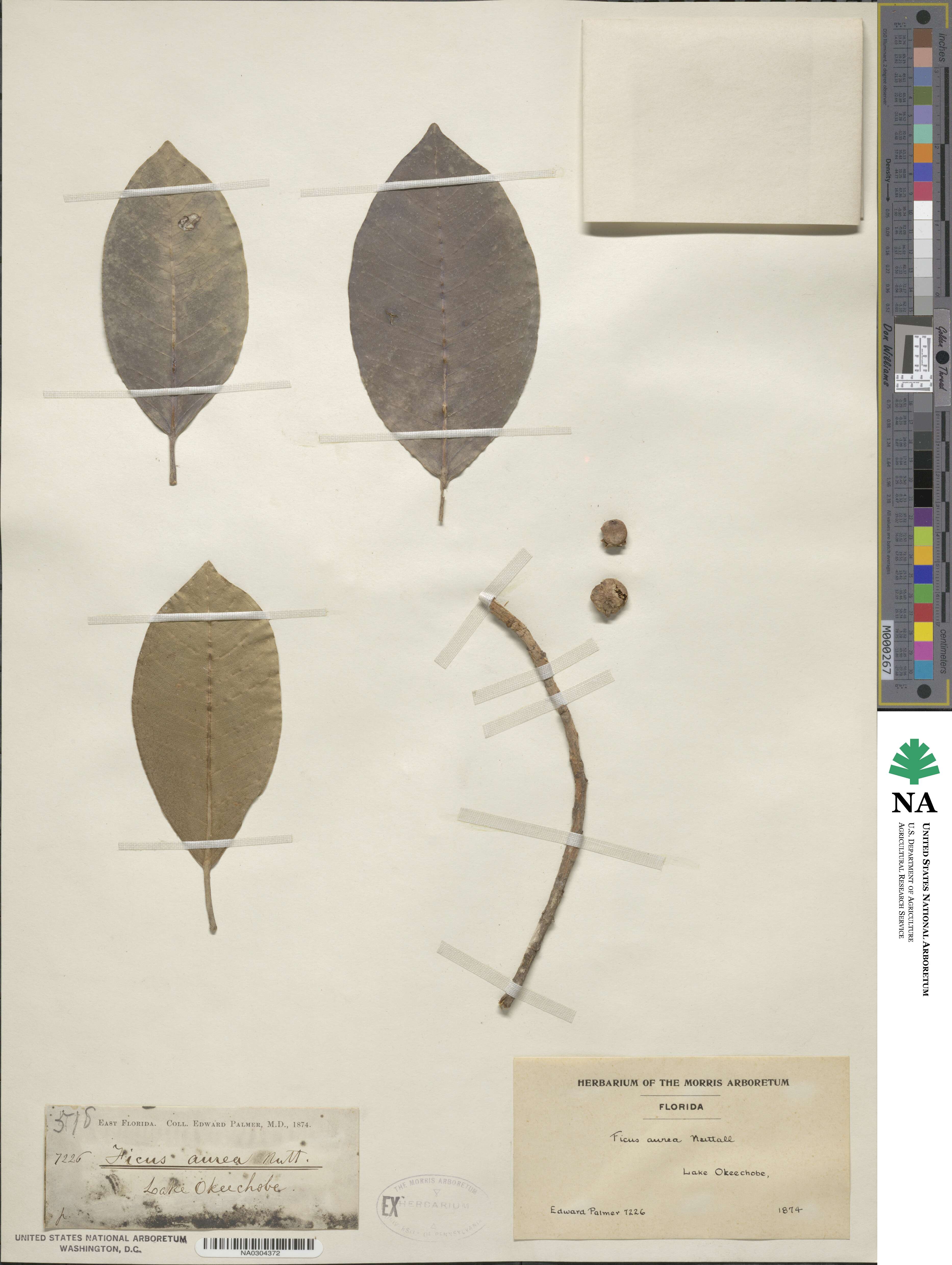 Ficus image