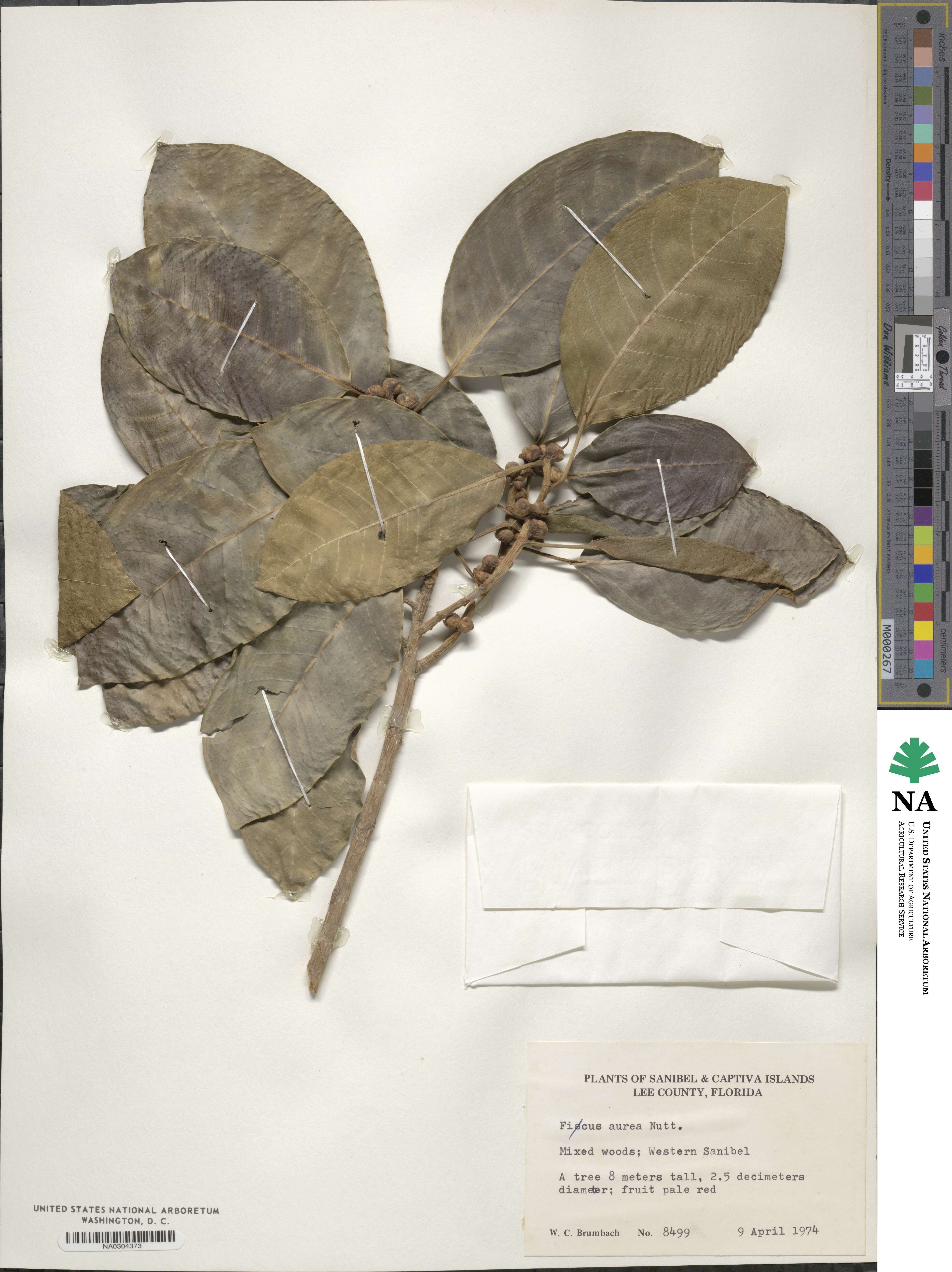 Ficus image