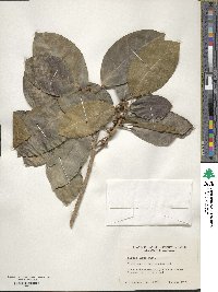 Ficus aurea image