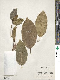 Ficus aurea image