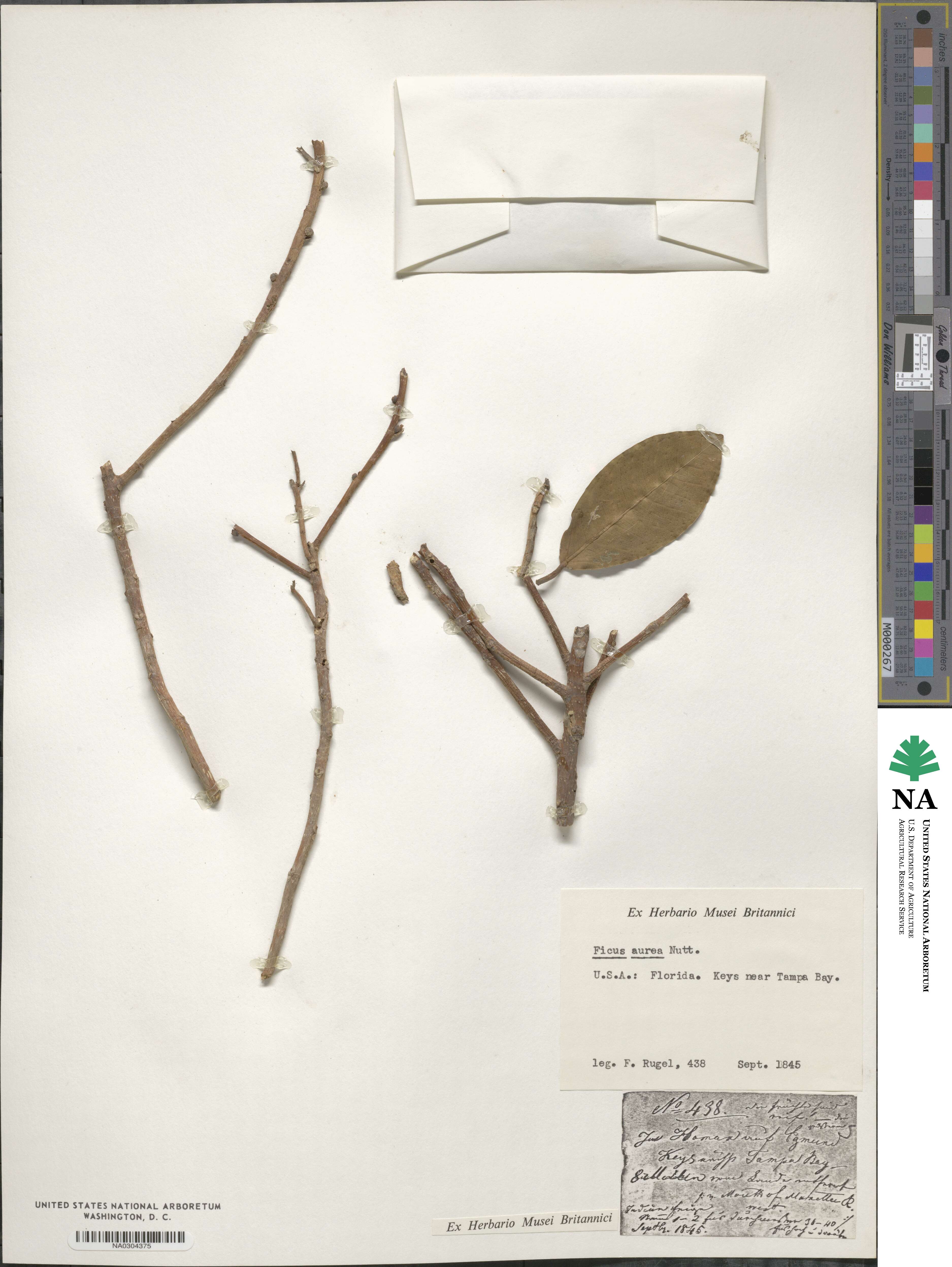 Ficus aurea image