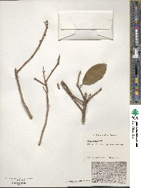 Ficus aurea image