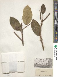 Ficus aurea image