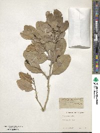 Ficus aurea image