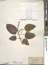 Ficus aurea image