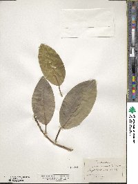 Ficus aurea image