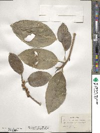 Ficus aurea image