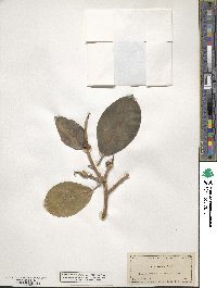 Ficus aurea image