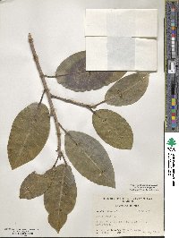 Ficus aurea image