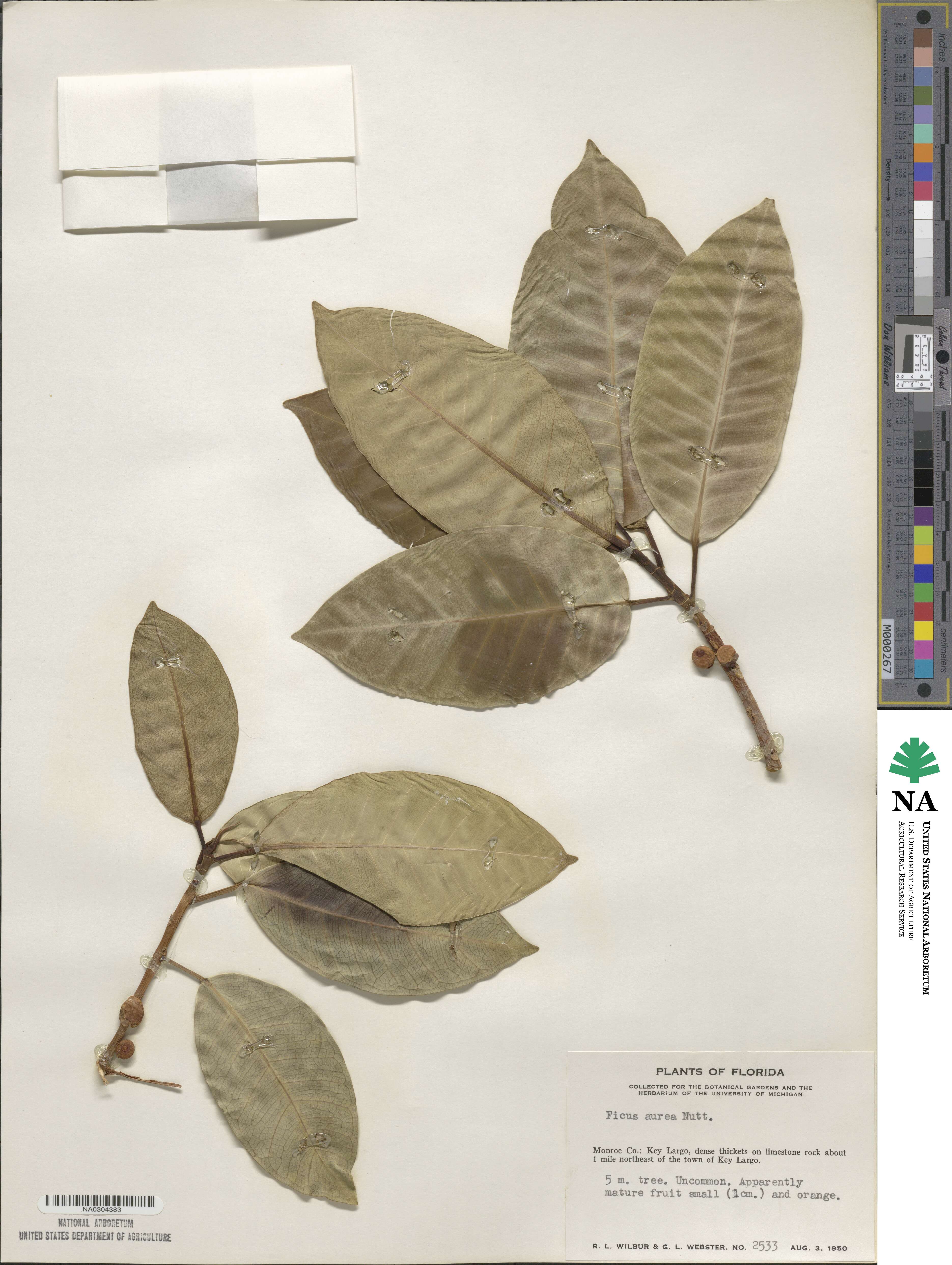 Ficus aurea image