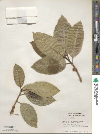 Ficus aurea image