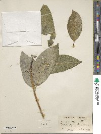 Ficus aurea image