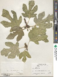 Ficus carica image