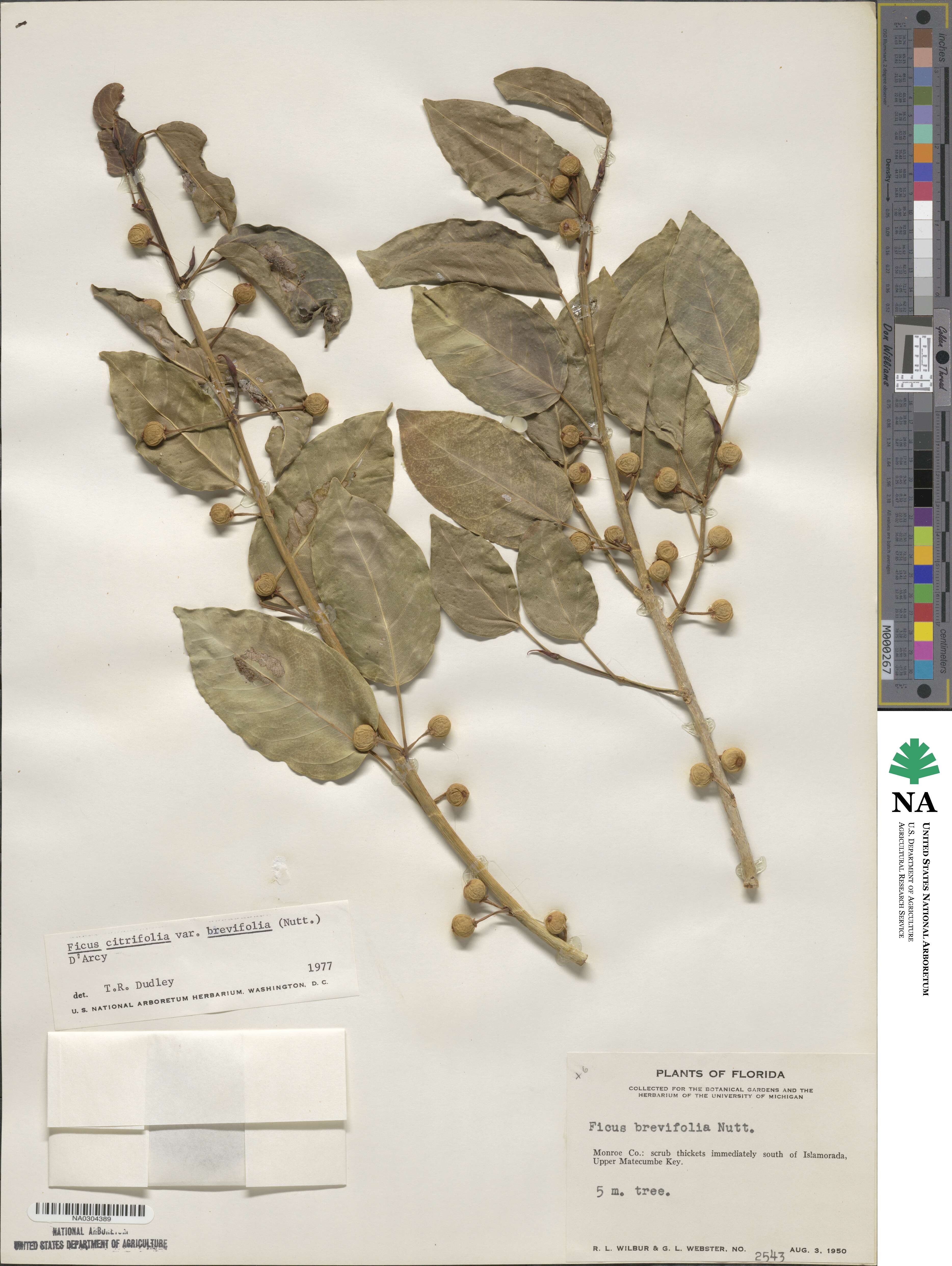 Ficus citrifolia image