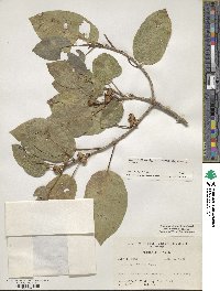 Ficus citrifolia image