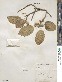 Ficus citrifolia image