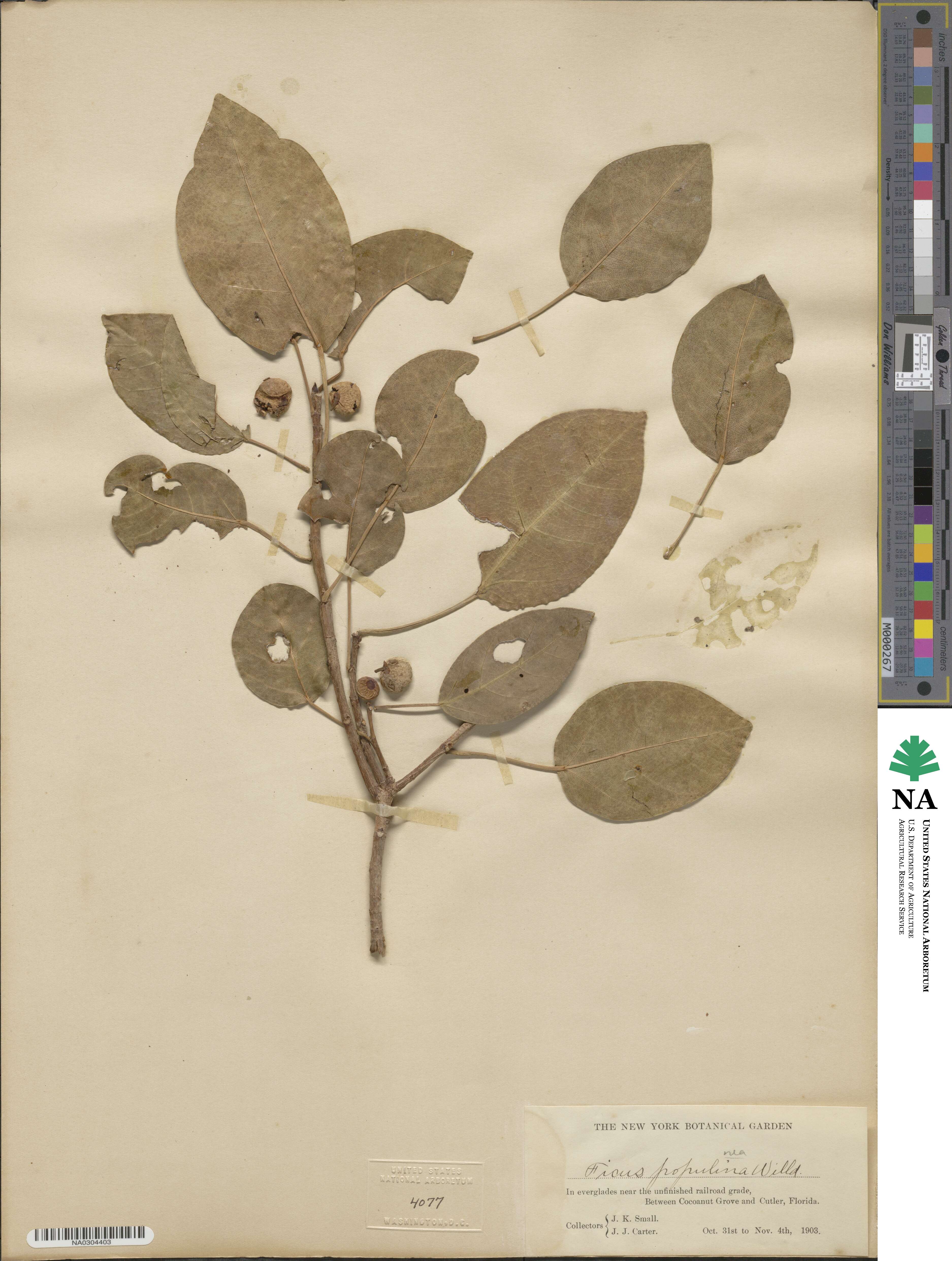 Ficus populnea image