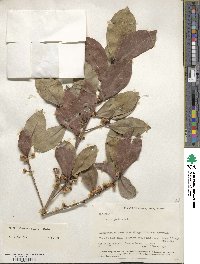 Ficus americana image