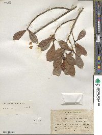 Ficus americana image