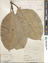 Ficus elastica image