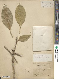 Ficus insipida image